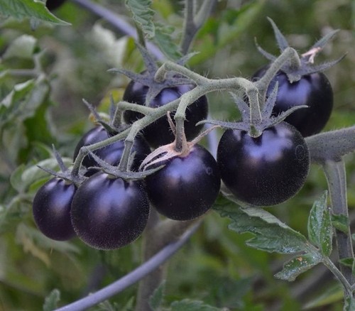 Black cherry tomato plants - black,