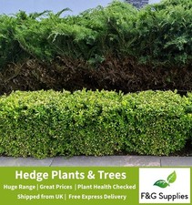 Ilex Crenata Evergreen Hedge Box leafed Japanese Holly, hedge plants topiary