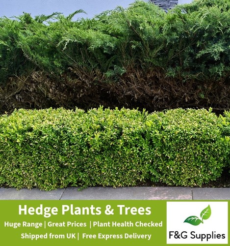 Ilex crenata potted plants - ilex,