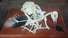 Genuine UK FOX Skull & bird