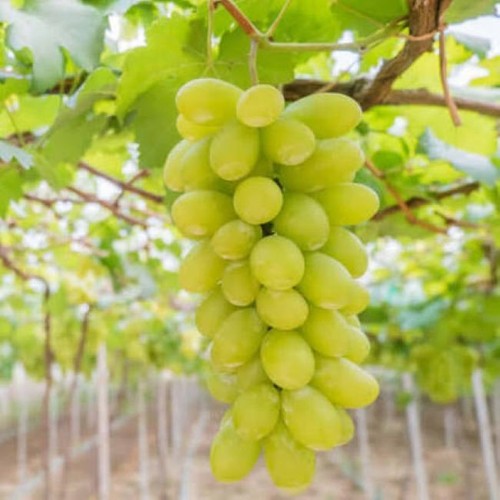 Green grape tree seeds - 50, .