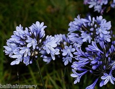 New Agapanthus Rotterdam light