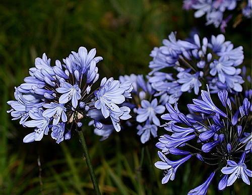New agapanthus rotterdam light - new,