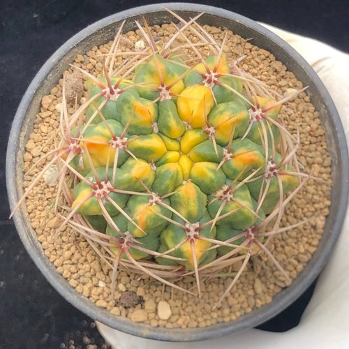 5cm succulent cactus - succulent,