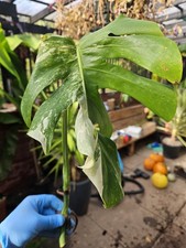 Monstera Albo Top Cutting Variegated Rehab Project