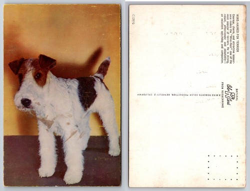 Wire fox terrier dog - wire,