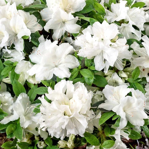 Azalea pleasant white plant - pleasant,