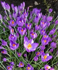 100 Crocus Tommasinianus Barrs Purple Winter & Spring Flower Perennial  Bulbs