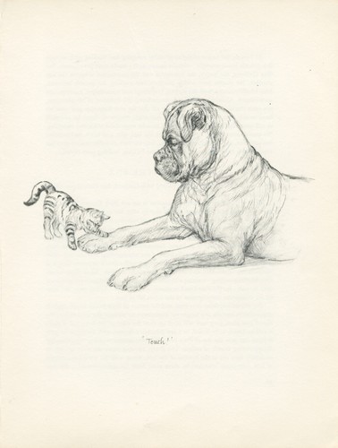 Boxer and kitten vintage - boxer,