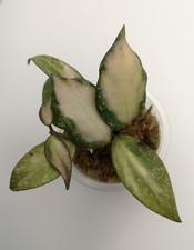 Hoya Nabawanensis variegated 