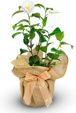 Camellia Golden Anniversary -