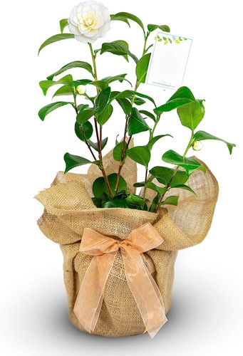 Camellia golden anniversary - camellia,