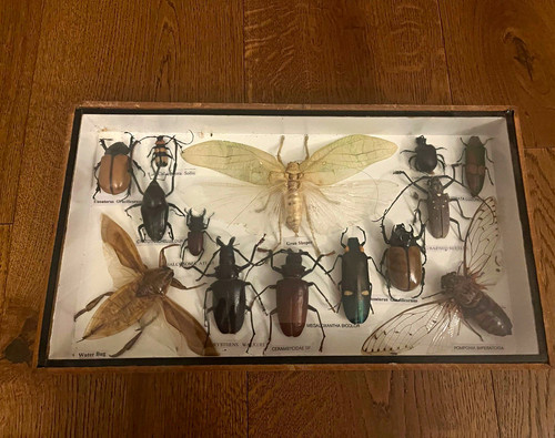 Mounted rare insect - insect, taxidermy