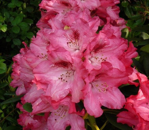 Rhododendron sneezy 1 5 - ,sneezy, ltr