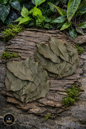 Longan leaves terrarium - terrarium, /