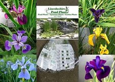 Lincolnshire Pond Plant -