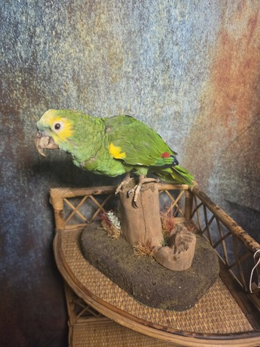 Vintage taxidermy blue - -,