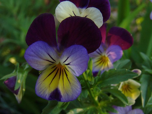 Viola helens mount - viola,