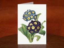 Primula Auricula by Pierre-Joseph Redouté & Henry Joseph Redouté - A5 Art Card