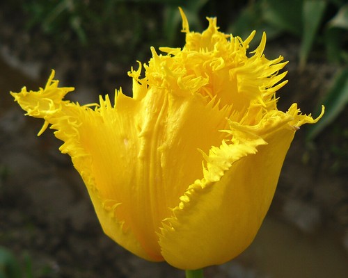 Crystal star fringed tulip - fringed,