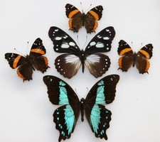 Real Butterfly specimens X5