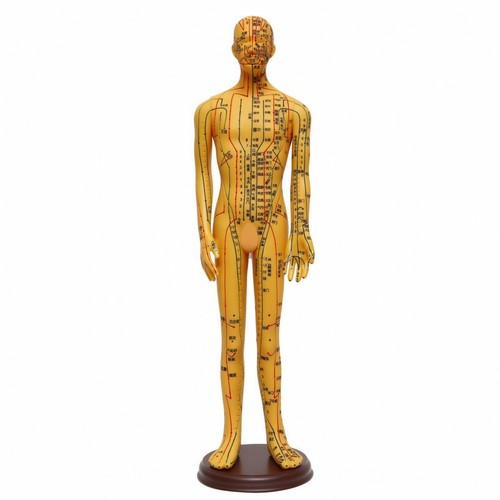 Human acupuncture model - human,