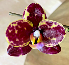 Phalaenopsis Miro Spring Girl