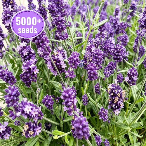 5000 english lavender seeds - 5000+,