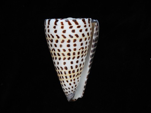 Sea shells conus litteratus - shells,