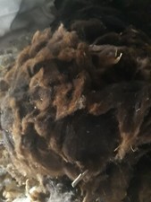 Zwartble unwashed raw sheep fleece wool spinning crimp crafts weaving 800g