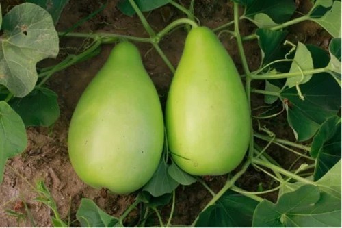 Bangladeshi round bottle - bangladeshi, gourd