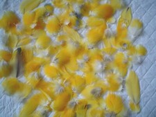  Macaw parrot blue/gold