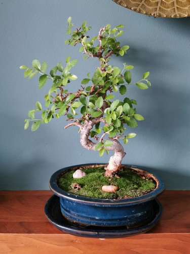 Chinese elm bonsai tree - elm,