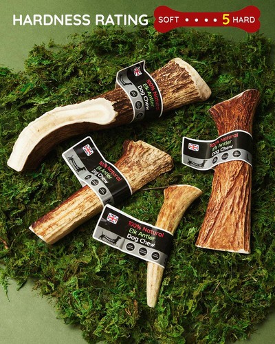 Elk antler dog - antler,