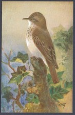 Spotted Flycatcher by Roland Green - R.S. Art Press bird postcard