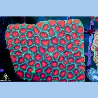 Christmas tree favia large - christmas,