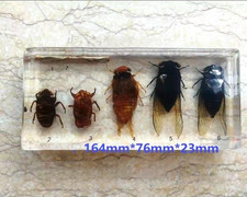 REAL Insect Specimen Taxidermy  Insects Science Oddities Weird Strange Animal