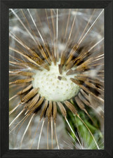 Dandelion clock closeup Framed