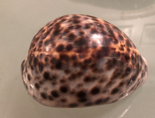 Large 9cm tiger cowrie - tiger,