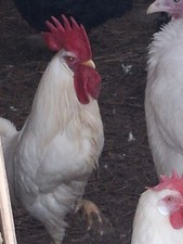 6 Fertile White Leghorns