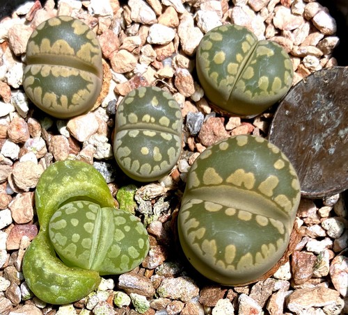 Mesemb plant lithops - mesemb,