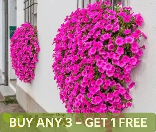 Petunia rose heaven - rose, 600