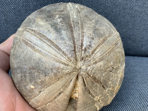 Fossil sea urchin clypeus - urchin,