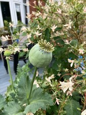 50 PAPAVER SETIGERUM SEEDS -