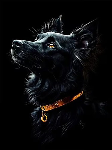 Black border collie animal - black,
