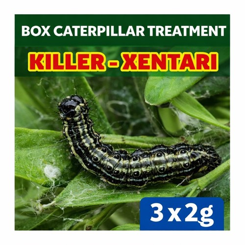Box caterpillar treatment - caterpillar,
