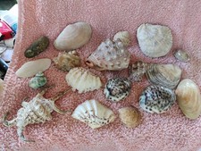 A large selection of large seashells and small shells,varied