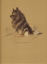 KEESHOND ORIGINAL OLD 1937 DOG ART PRINT by MAC LUCY DAWSON