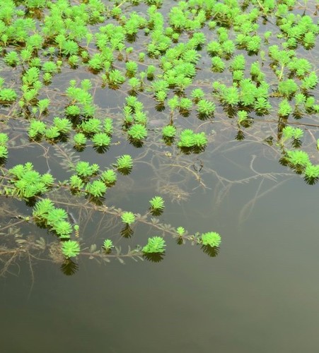 15x pond oxygenating - pond, plants