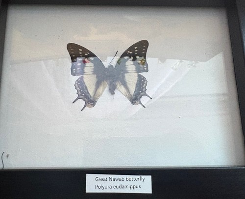 Mounted framed butterfly - mounted,